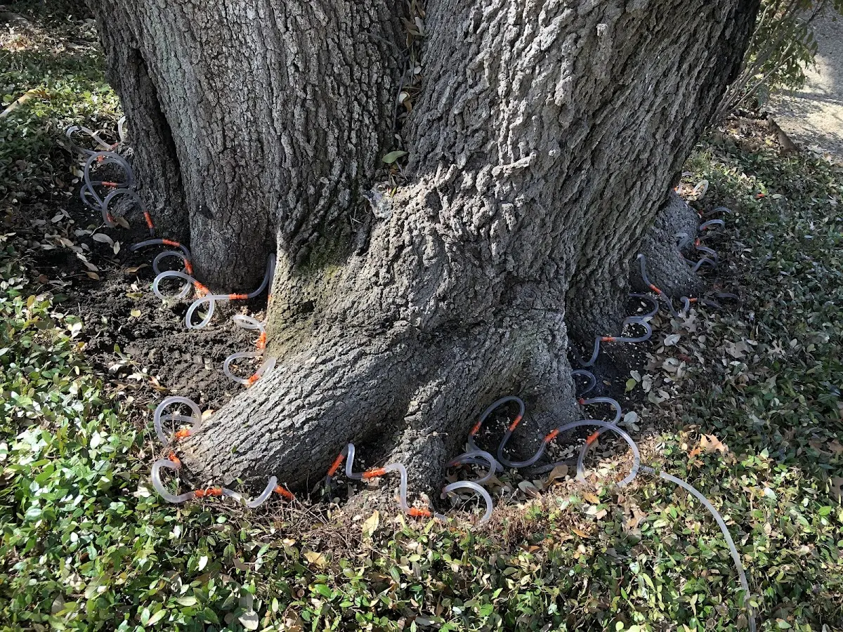 Detailed Tree Cabling and Bracing job site in Minter