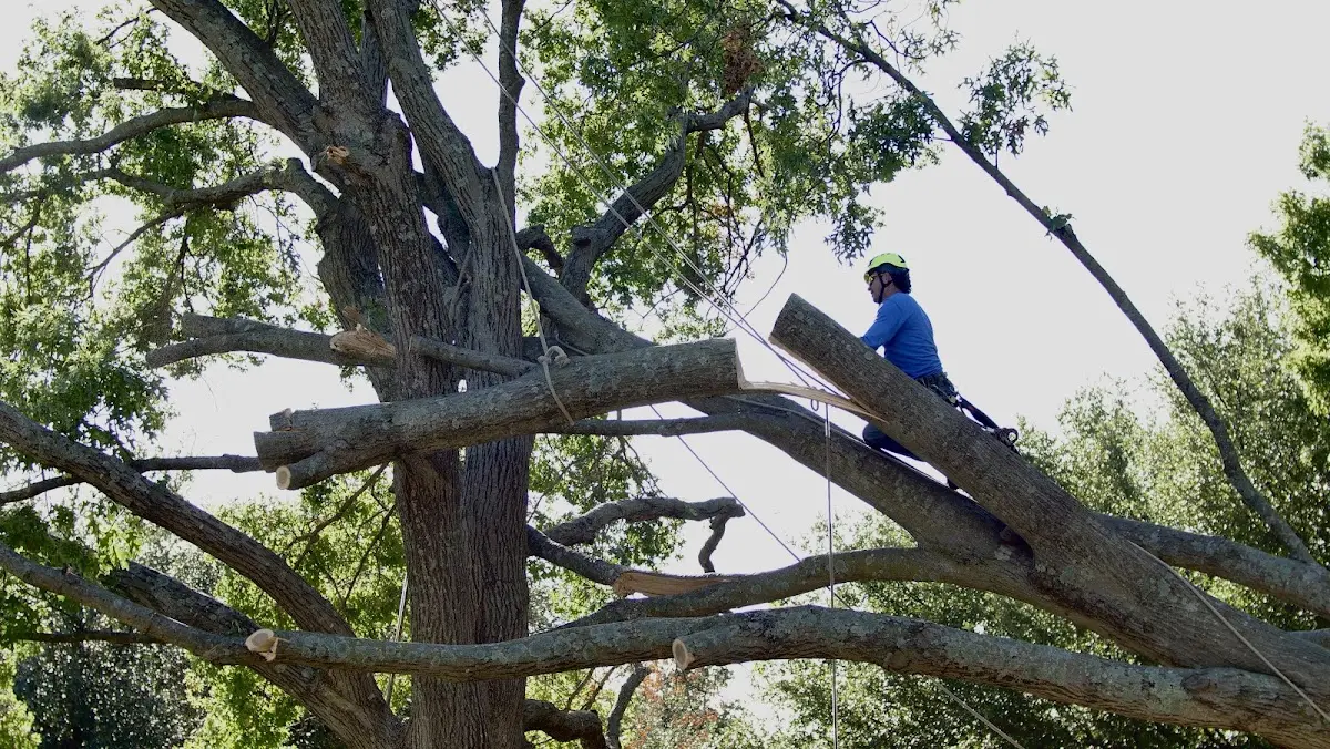 Professional Hazardous Tree Removal performed by certified arborists in Minter