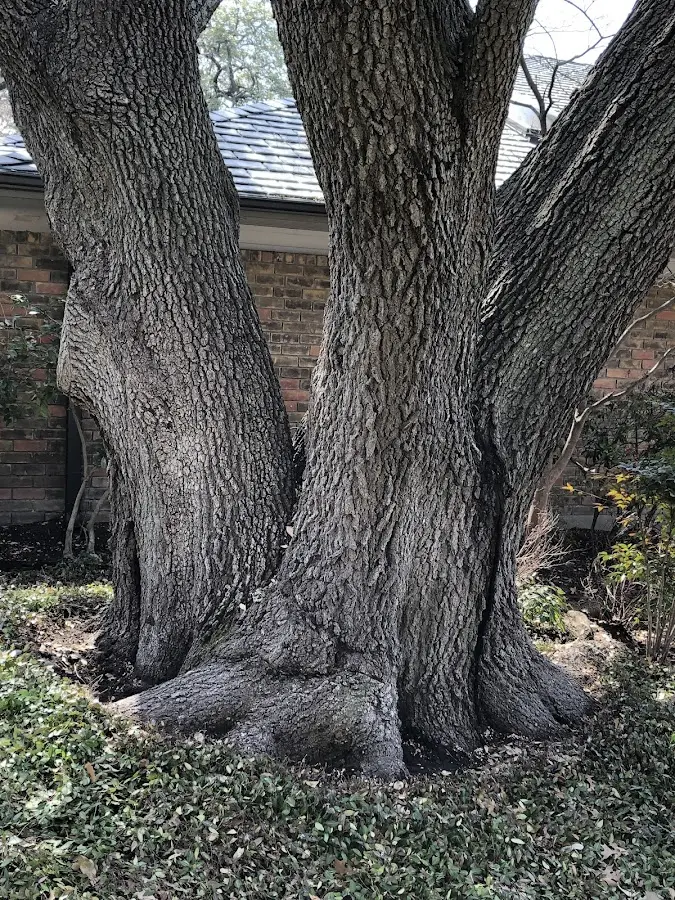 Mature heritage tree close to a Minter property cared for by certified arborists